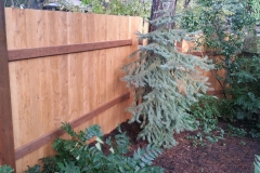 Simple Fir